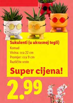 Sukulenti u ukrasnoj tegli