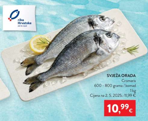 Svježa orada