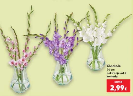 Gladiole