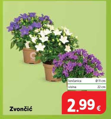 Zvončič
