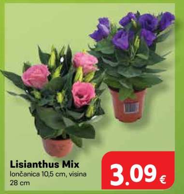 Lisianthus mix
