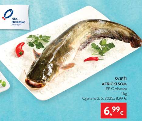 SVEŽI AFRIČKI SOM
