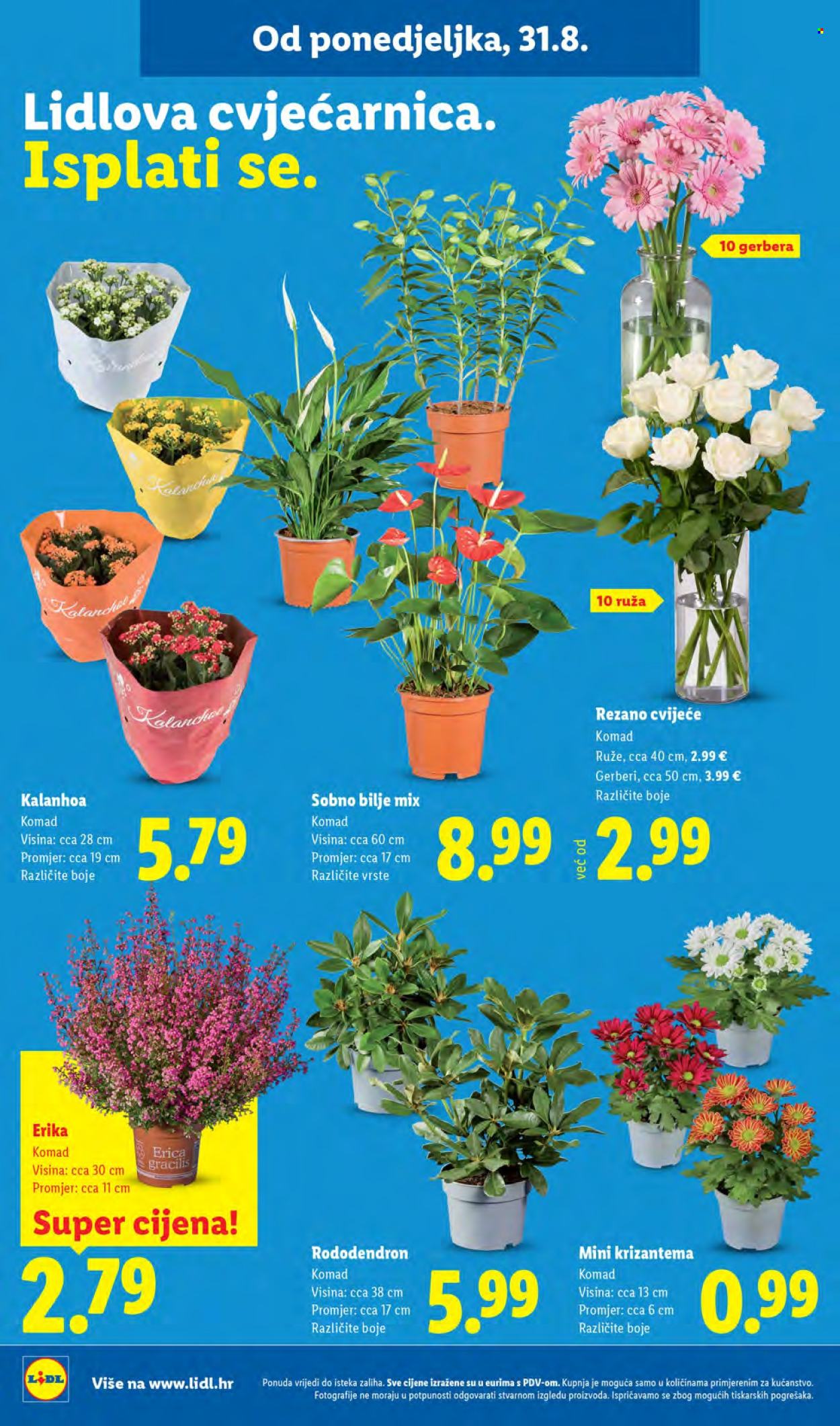 Lidl katalog - 31.08.2026. - 06.09.2026. Stranica 46