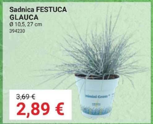 Sadnica FESTUCA GLAUCA