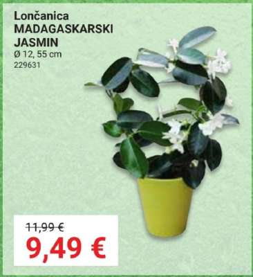 Lončanica MADAGASKARSKI JASMIN