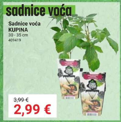Sadnice voća KUPINA