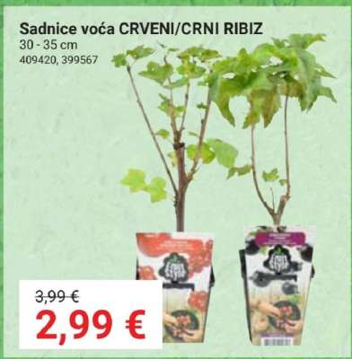 Sadnice voća CRVENI/CRNI RIBIZ