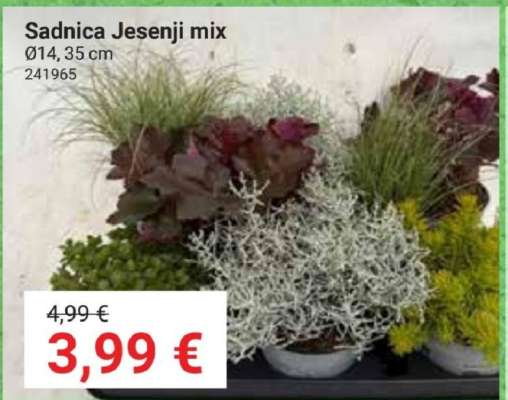 Sadnica Jesenji mix