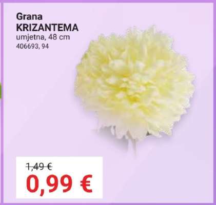 Grana KRIZANTEMA