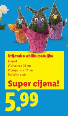 Vrijesak u obliku patuljka