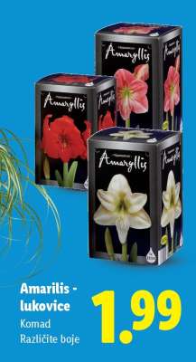 Amarilis lukovice
