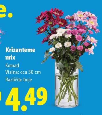 Krizanteme mix