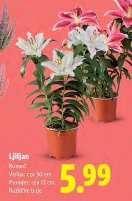 Ljiljan