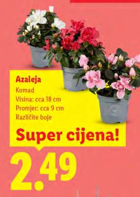Azaleja