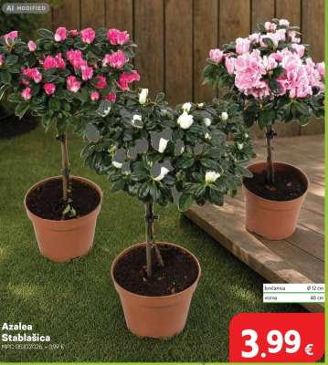 Azalea Stablašica