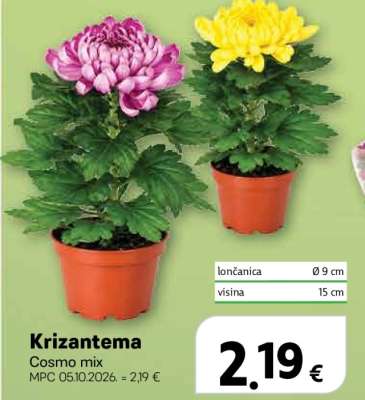 Krizantema