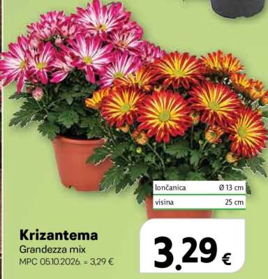 Krizantema Grandezza mix