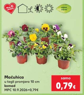 Maćuhica