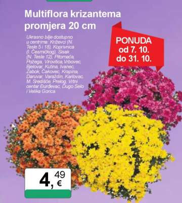Multiflora krizantema promjera 20 cm