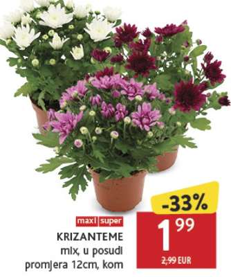 Krizanteme