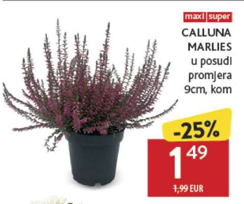 CALLUNA MARLIES