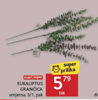 EUKALIPTUS GRANČICA