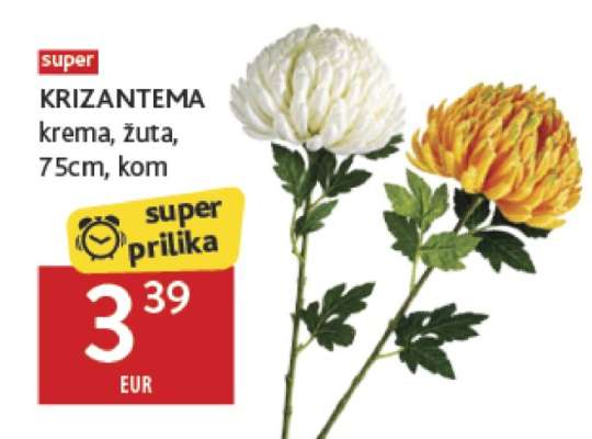 Krizantema