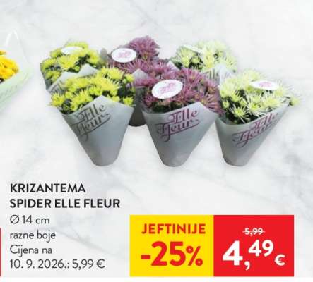 Krizantema Spider Elle Fleur