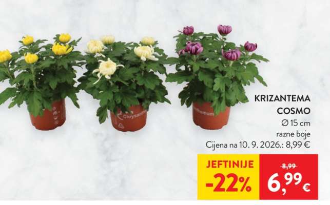 Krizantema Cosmo