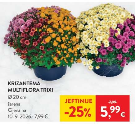 Krizantema multiflora Trixi