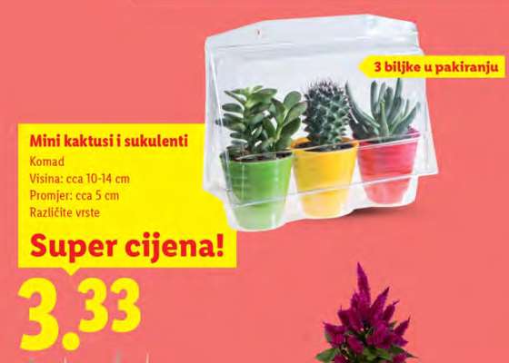 Mini Kaktusi i Sukulenti