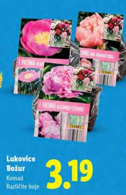 Lukovice Božur