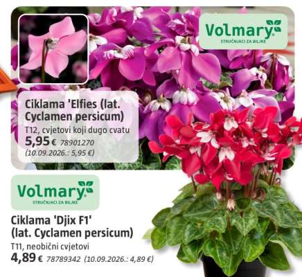Ciklama 'Djix F1' (lat. Cyclamen persicum)