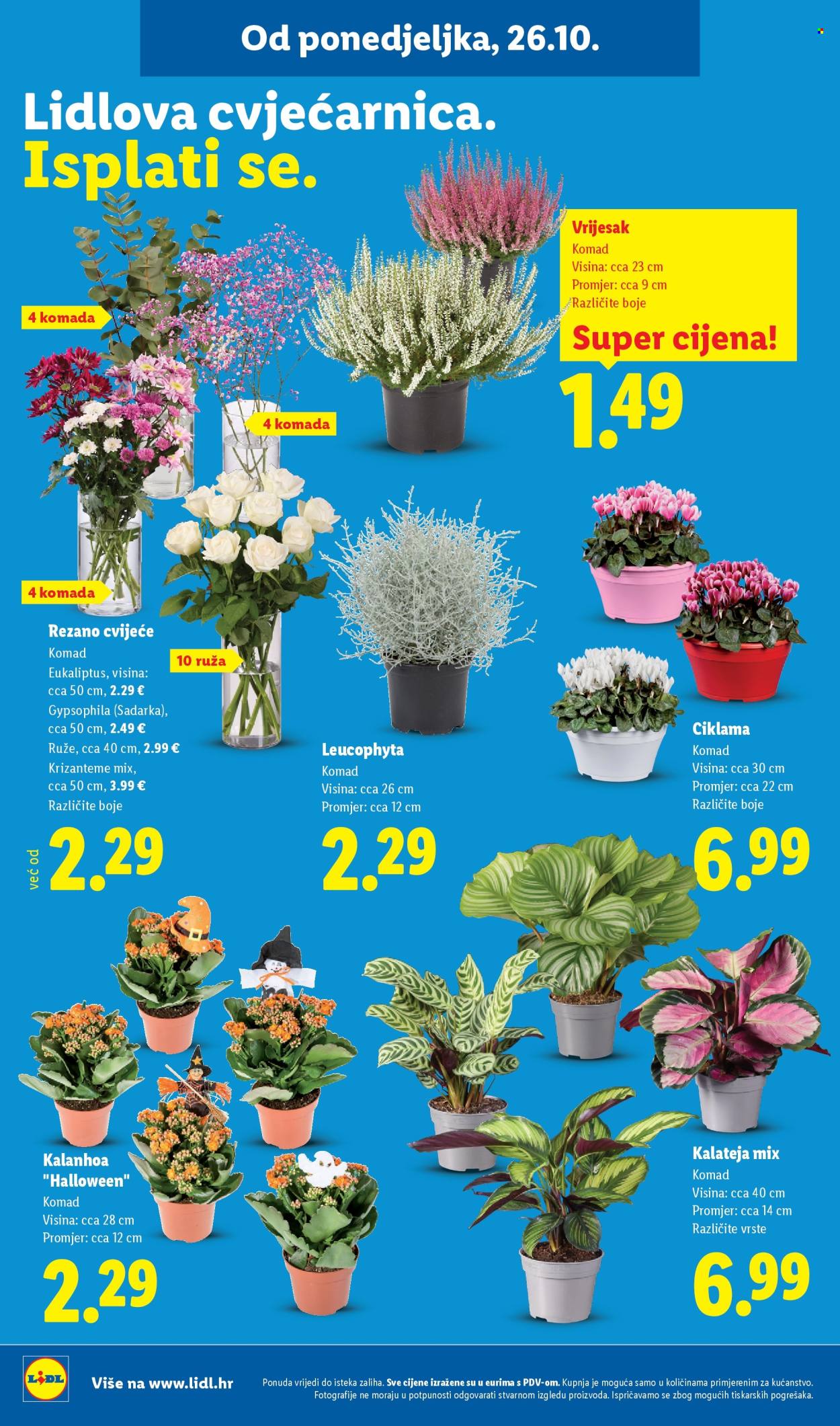 Lidl katalog - 26.10.2026. - 31.10.2026. Stranica 62